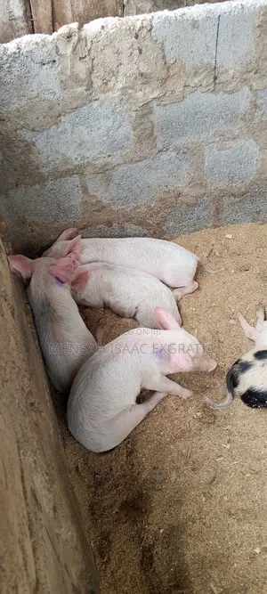 Matured Pigs and Piglets for Sale.