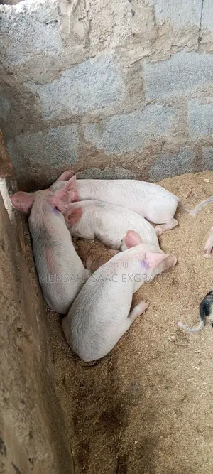 Matured Pigs and Piglets for Sale.
