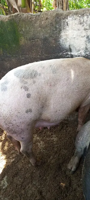 Matured Pigs and Piglets for Sale.