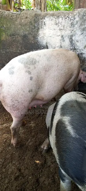 Matured Pigs and Piglets for Sale.