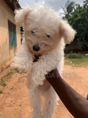 1-3 months Male Purebred Poodle