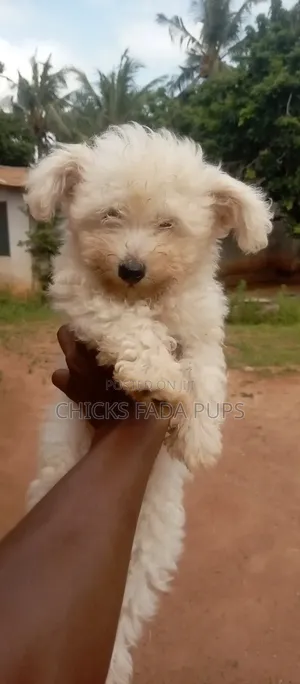 1-3 months Male Purebred Poodle