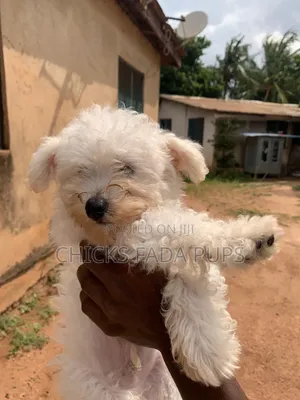 1-3 months Male Purebred Poodle