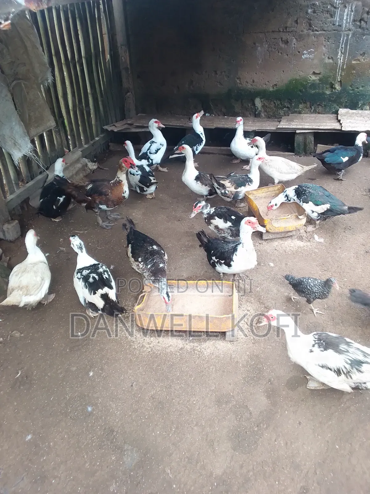 Muscovy Foreign Ducks for Sale