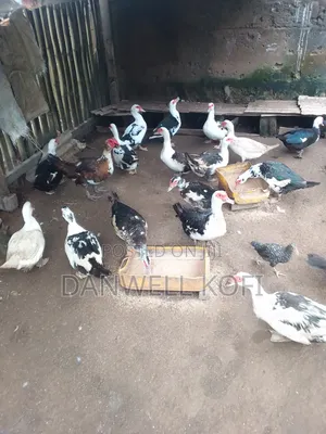 Muscovy Foreign Ducks for Sale