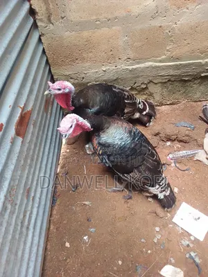 Mature Male Hybrid Turkey for Sale