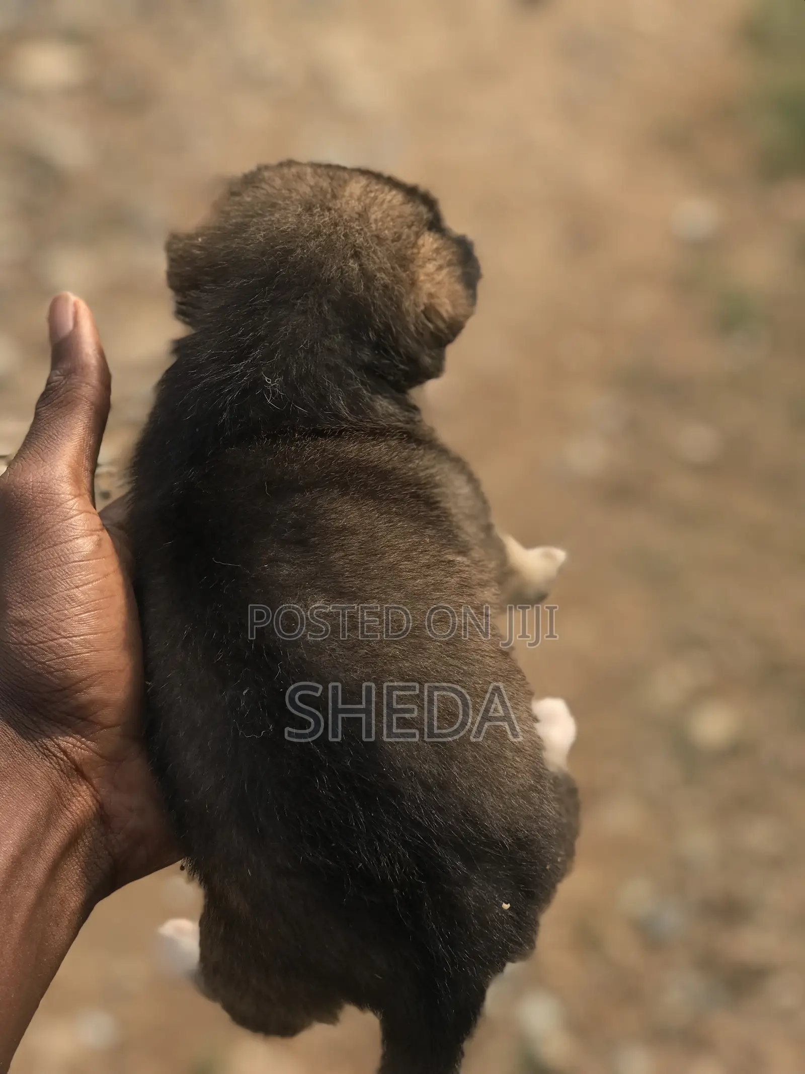 1-3 months Male Purebred Poodle