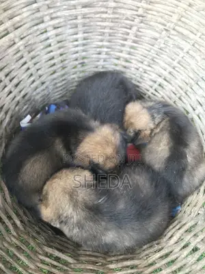 1-3 months Male Purebred Poodle