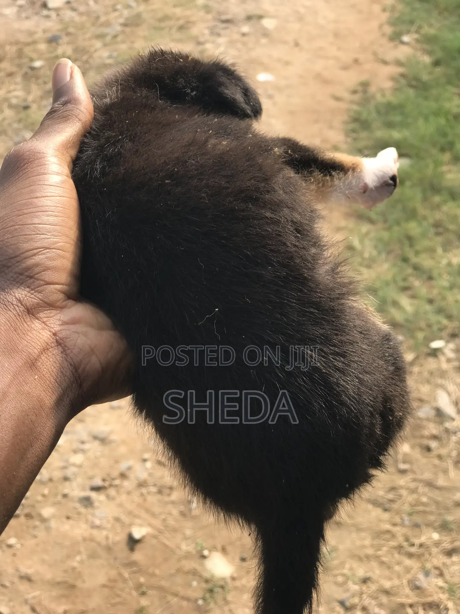 1-3 months Male Purebred Poodle