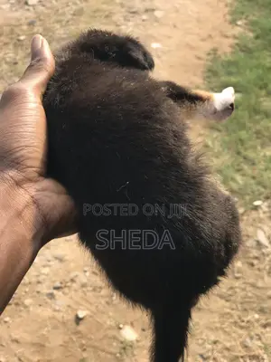 1-3 months Male Purebred Poodle