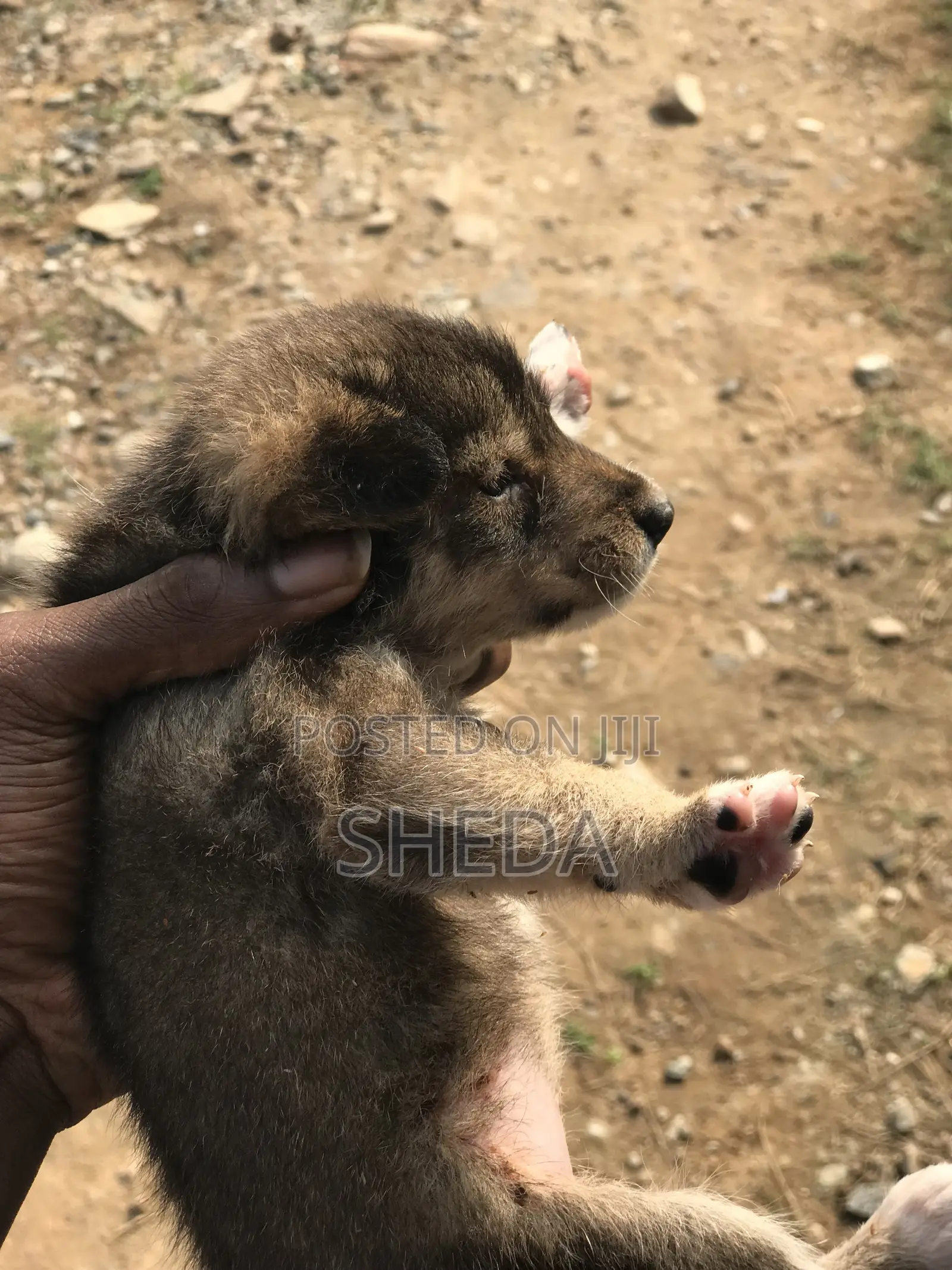 1-3 months Male Purebred Poodle