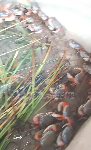 Exotic Crab From Ada Breed From Local Sea and River Water Regime