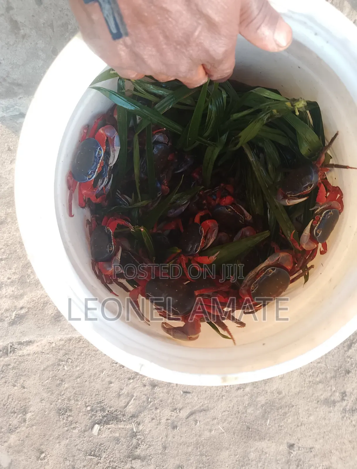 Exotic Crab From Ada Breed From Local Sea and River Water Regime
