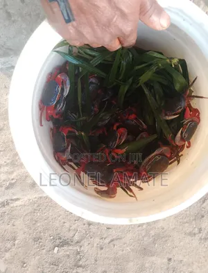 Exotic Crab From Ada Breed From Local Sea and River Water Regime