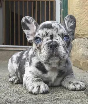 1-3 months Female Purebred French Bulldog