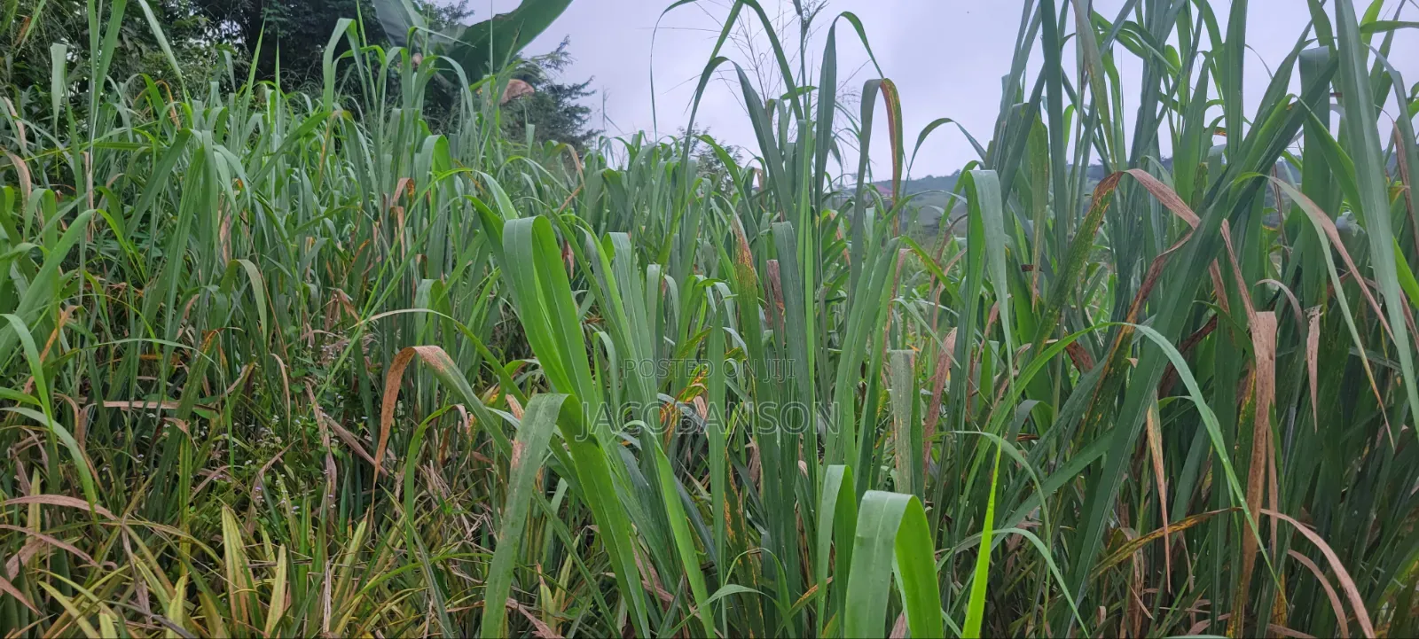 Farm Land at Aburi