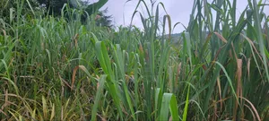 Farm Land at Aburi