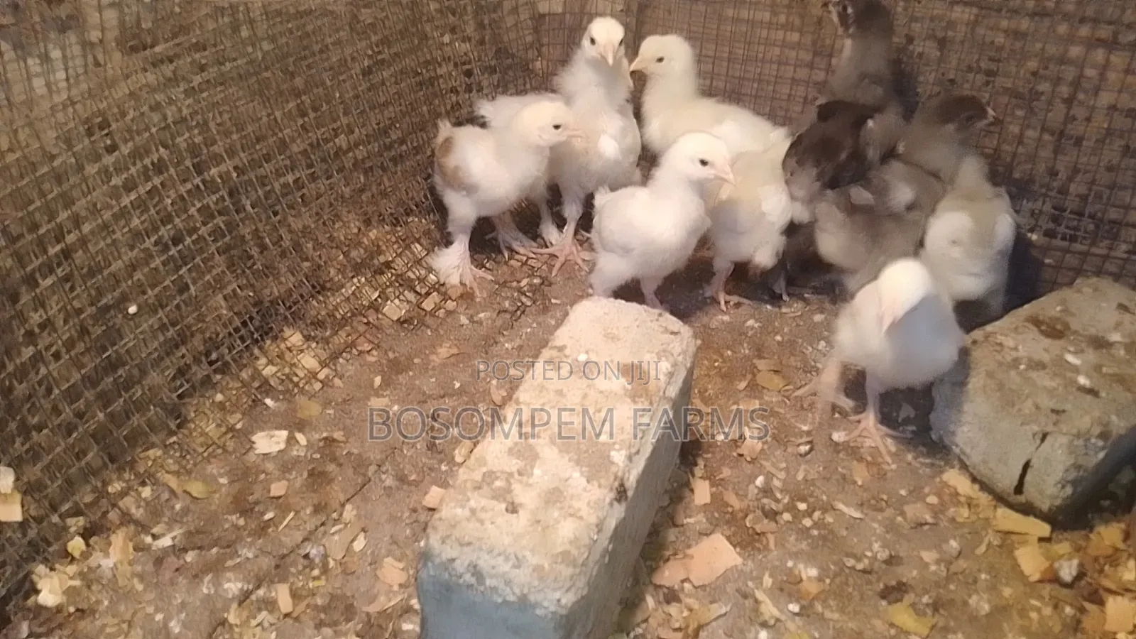 Pure Brahma Chicken 2 Weeks Old