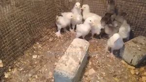Pure Brahma Chicken 2 Weeks Old