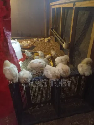 White Layers - Day Old and Brooded