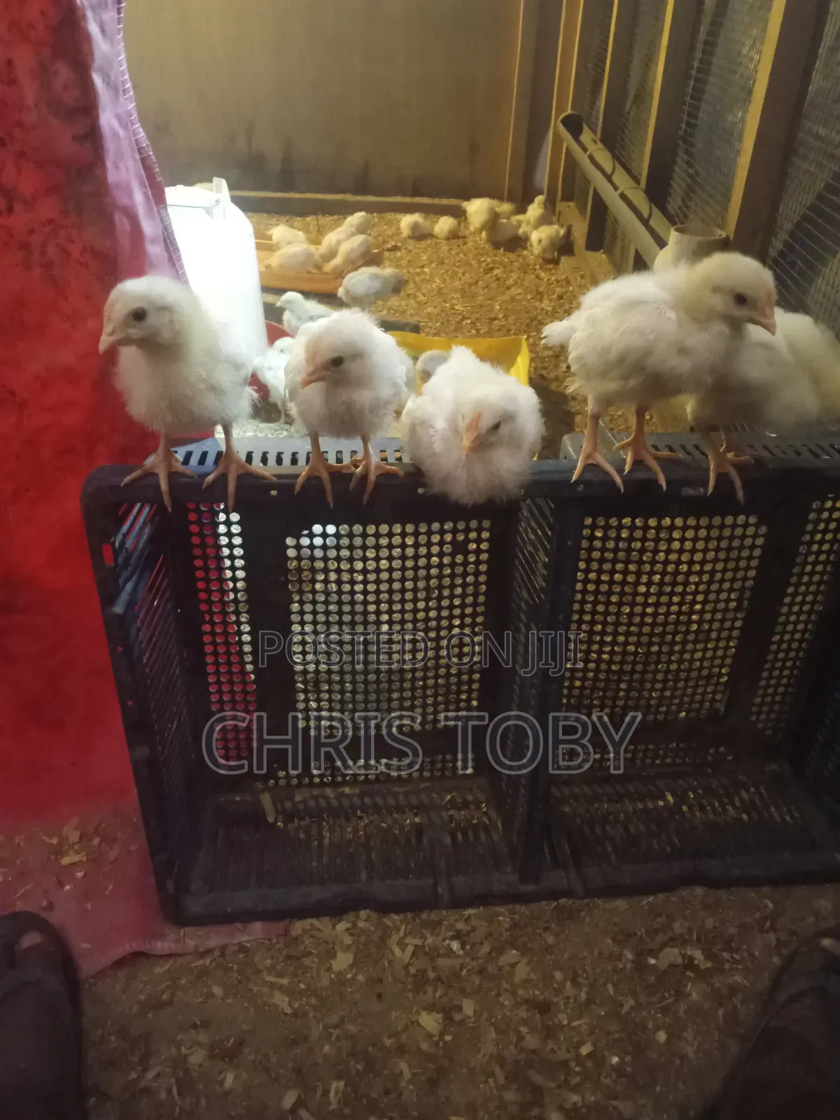 White Layers - Day Old and Brooded