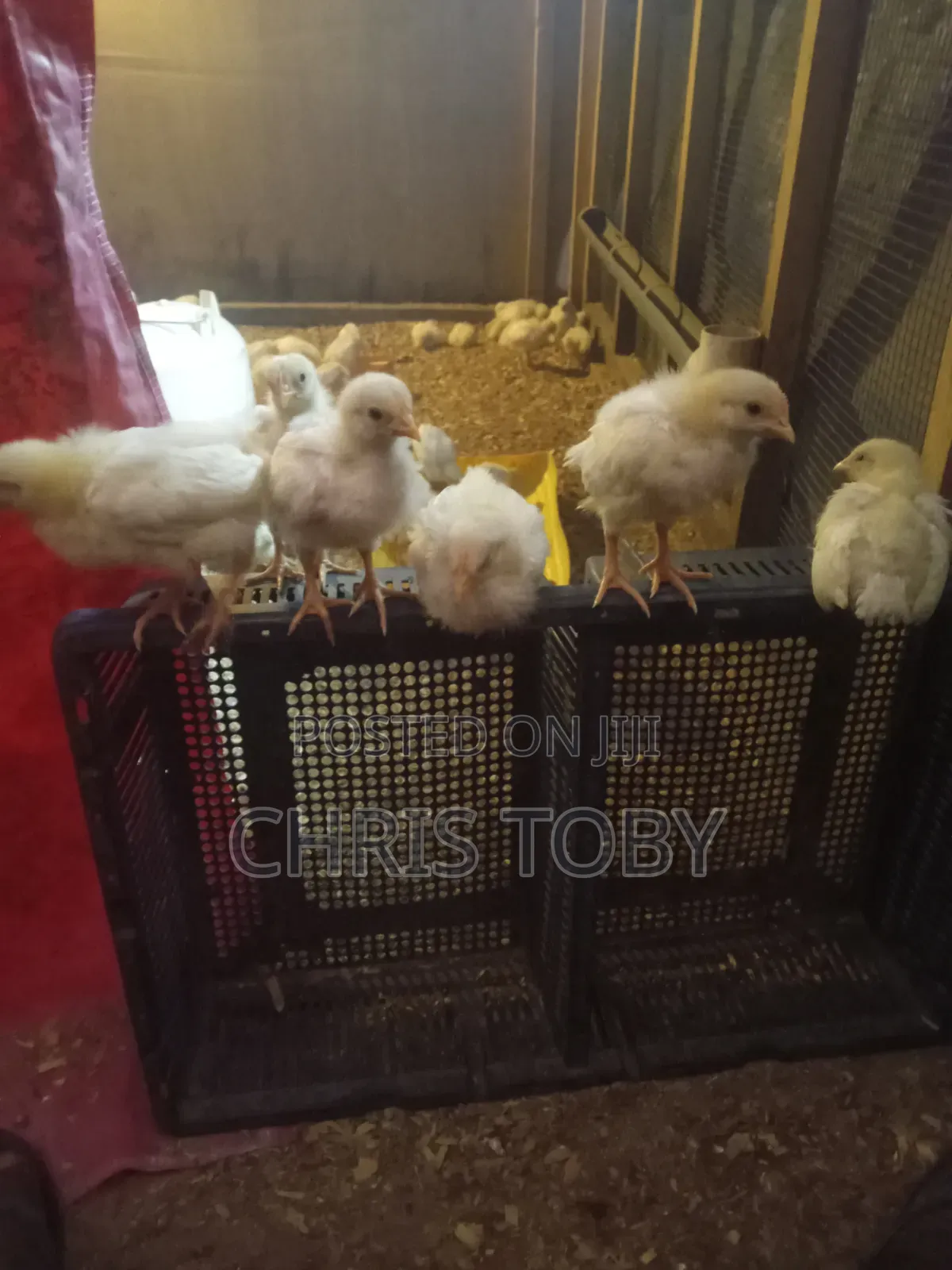 White Layers - Day Old and Brooded