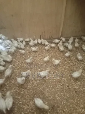 White Layers - Day Old and Brooded