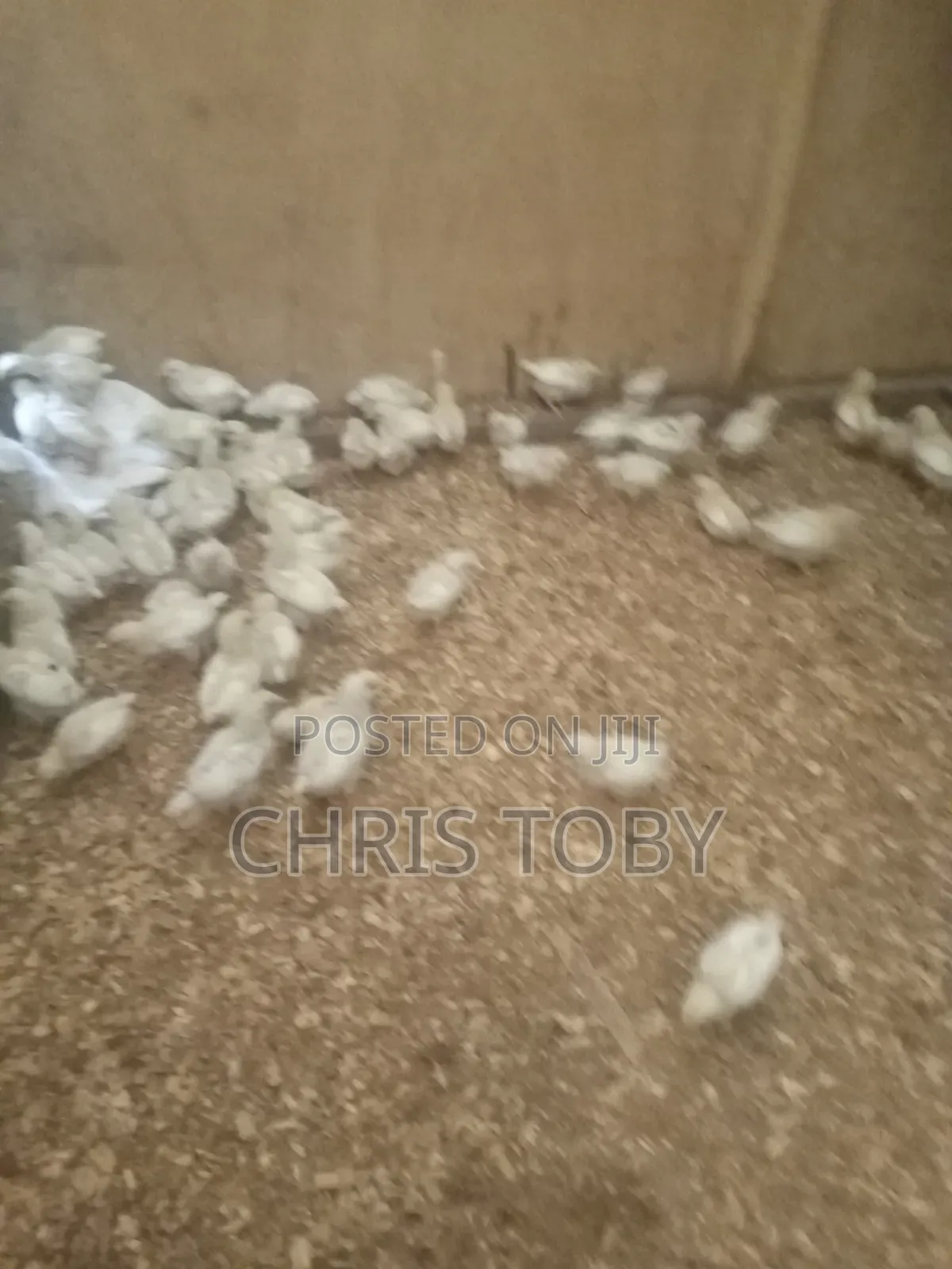 White Layers - Day Old and Brooded