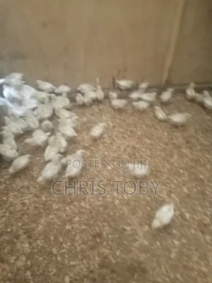White Layers - Day Old and Brooded