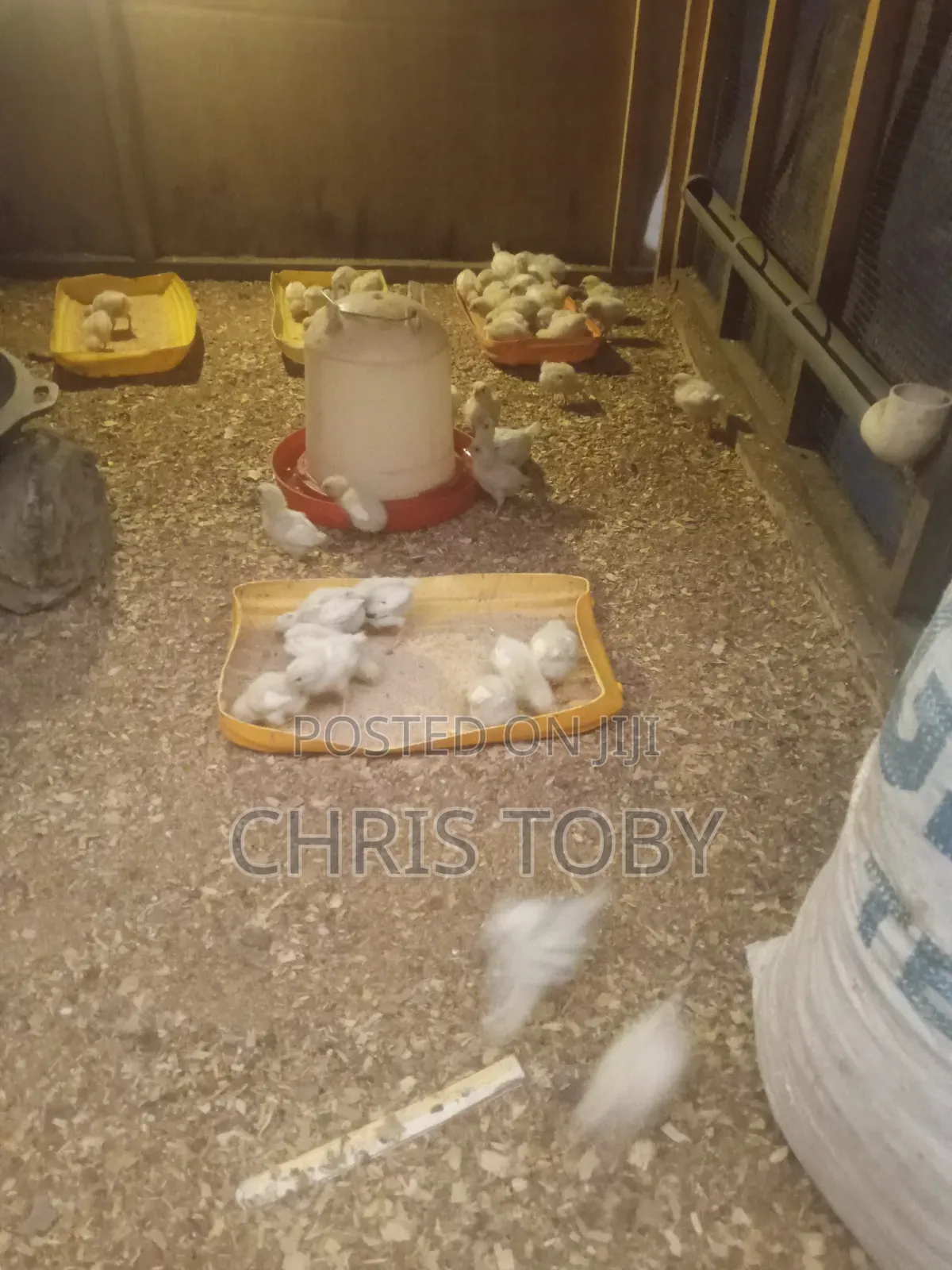 White Layers - Day Old and Brooded