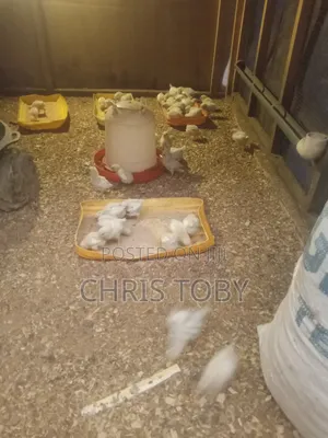 White Layers - Day Old and Brooded
