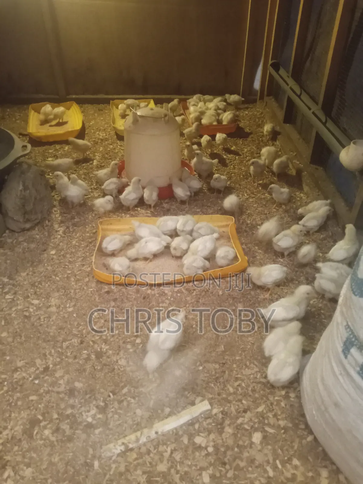 White Layers - Day Old and Brooded