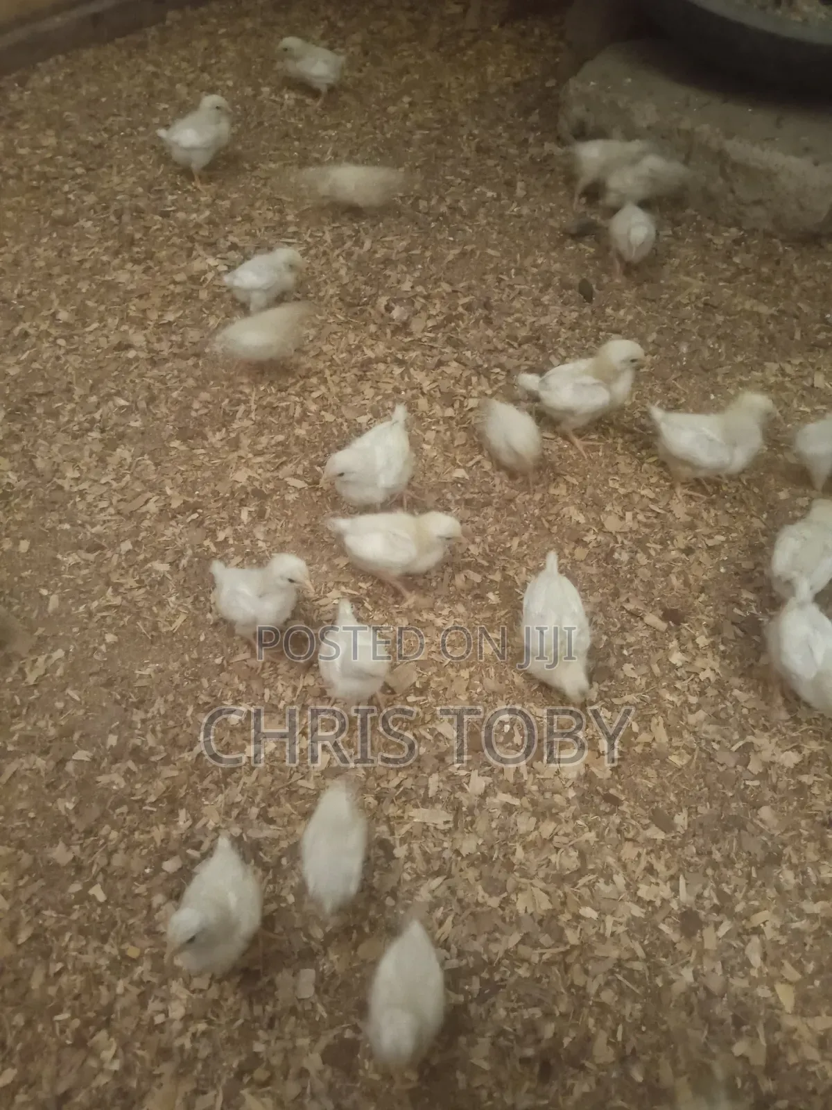 White Layers - Day Old and Brooded