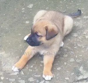 1-3 months Male Purebred German Shepherd