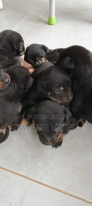 0-1 month Male Purebred Rottweiler