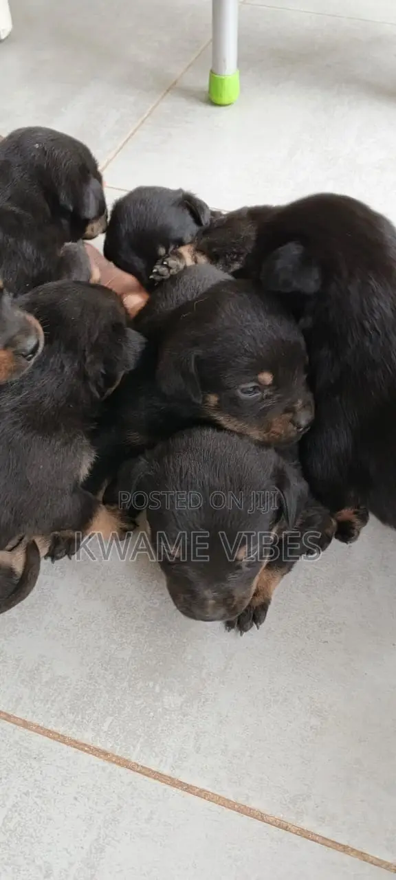 0-1 month Male Purebred Rottweiler