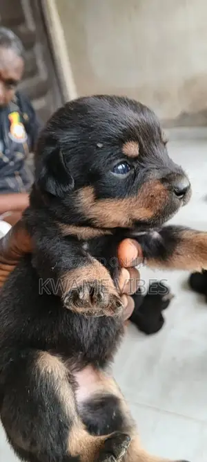 0-1 month Male Purebred Rottweiler