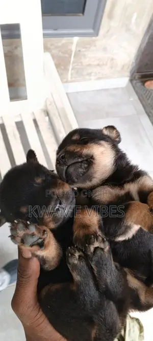 0-1 month Male Purebred Rottweiler