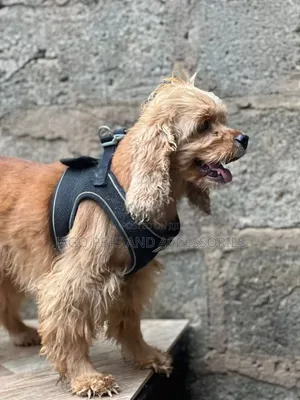1+ year Female Purebred Cocker Spaniel