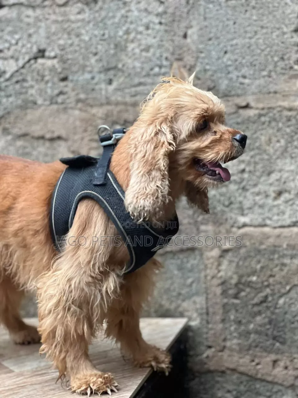 1+ year Female Purebred Cocker Spaniel