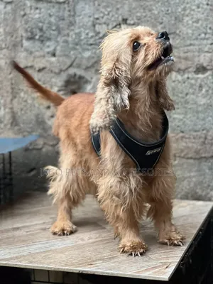 1+ year Female Purebred Cocker Spaniel