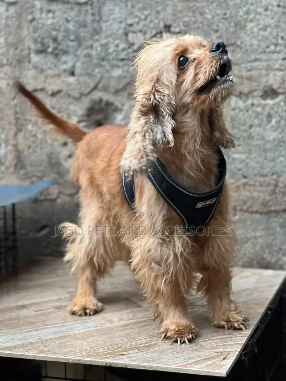1+ year Female Purebred Cocker Spaniel