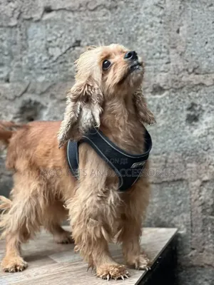 1+ year Female Purebred Cocker Spaniel