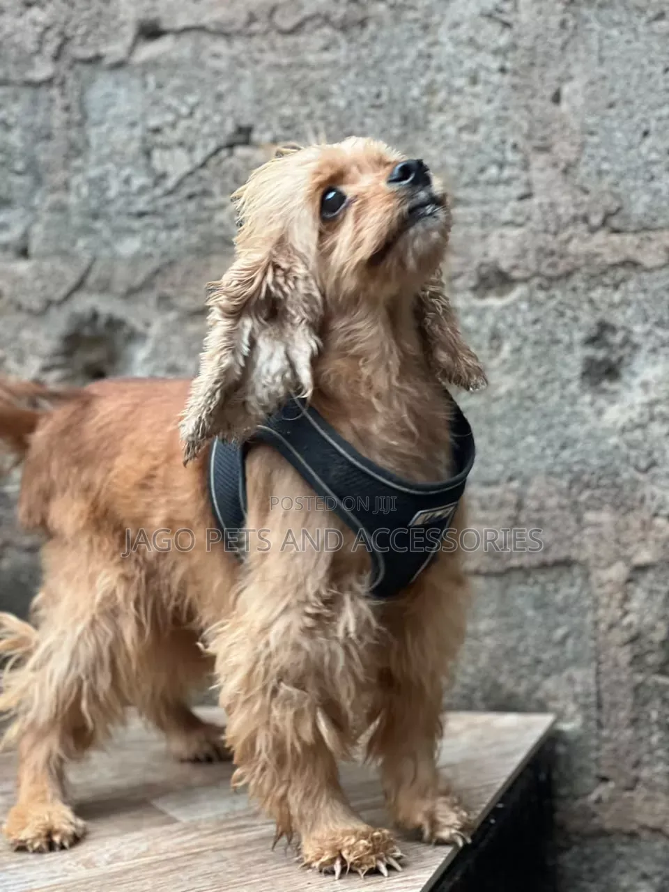 1+ year Female Purebred Cocker Spaniel