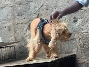 1+ year Female Purebred Cocker Spaniel