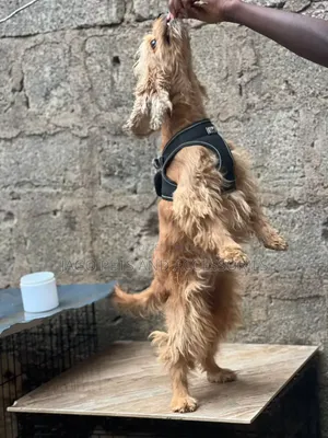 1+ year Female Purebred Cocker Spaniel