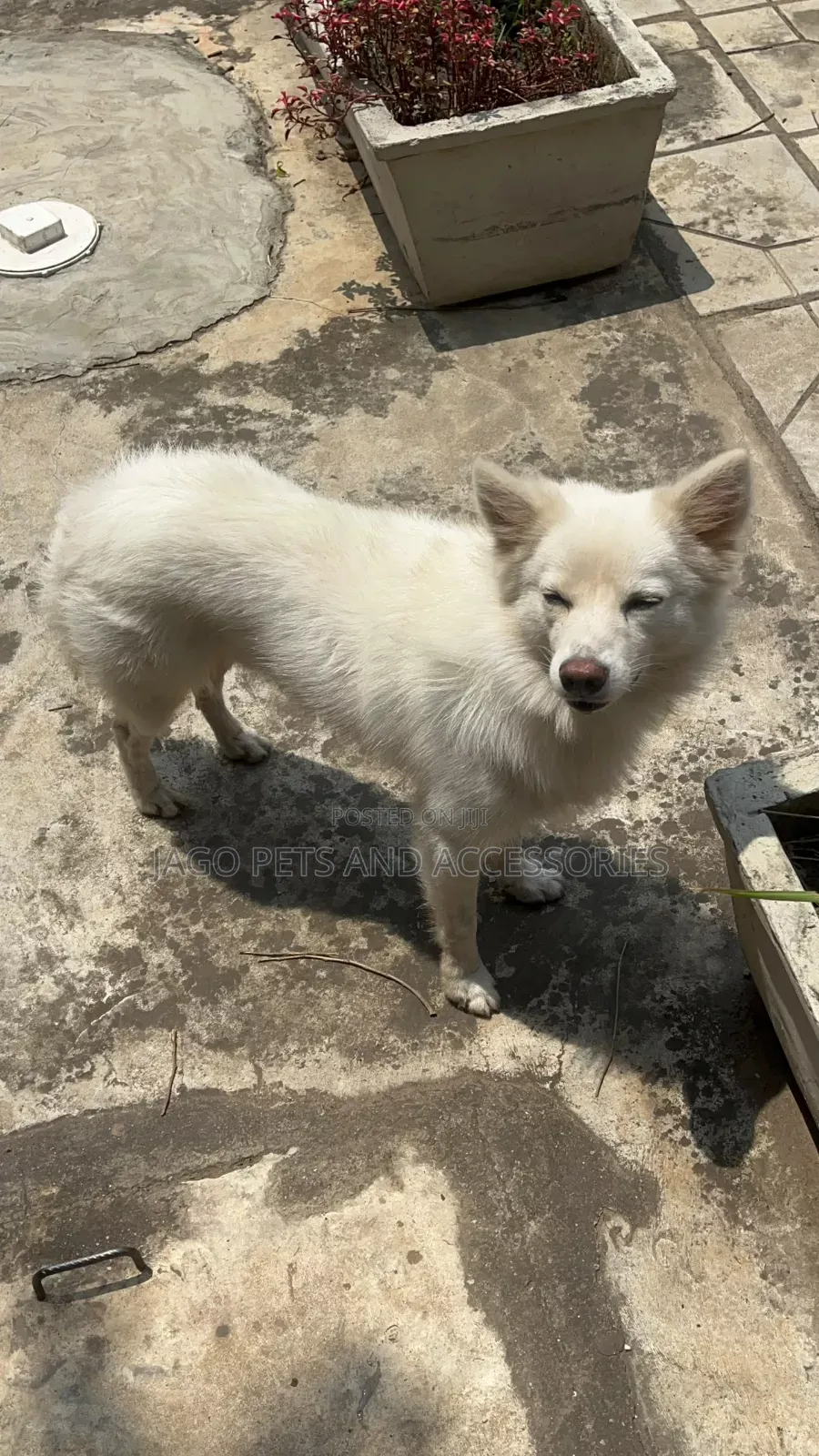 1+ year Male Purebred American Eskimo