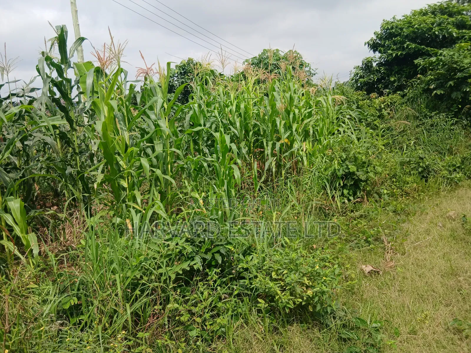 Land for Sale at Ejisu Besease