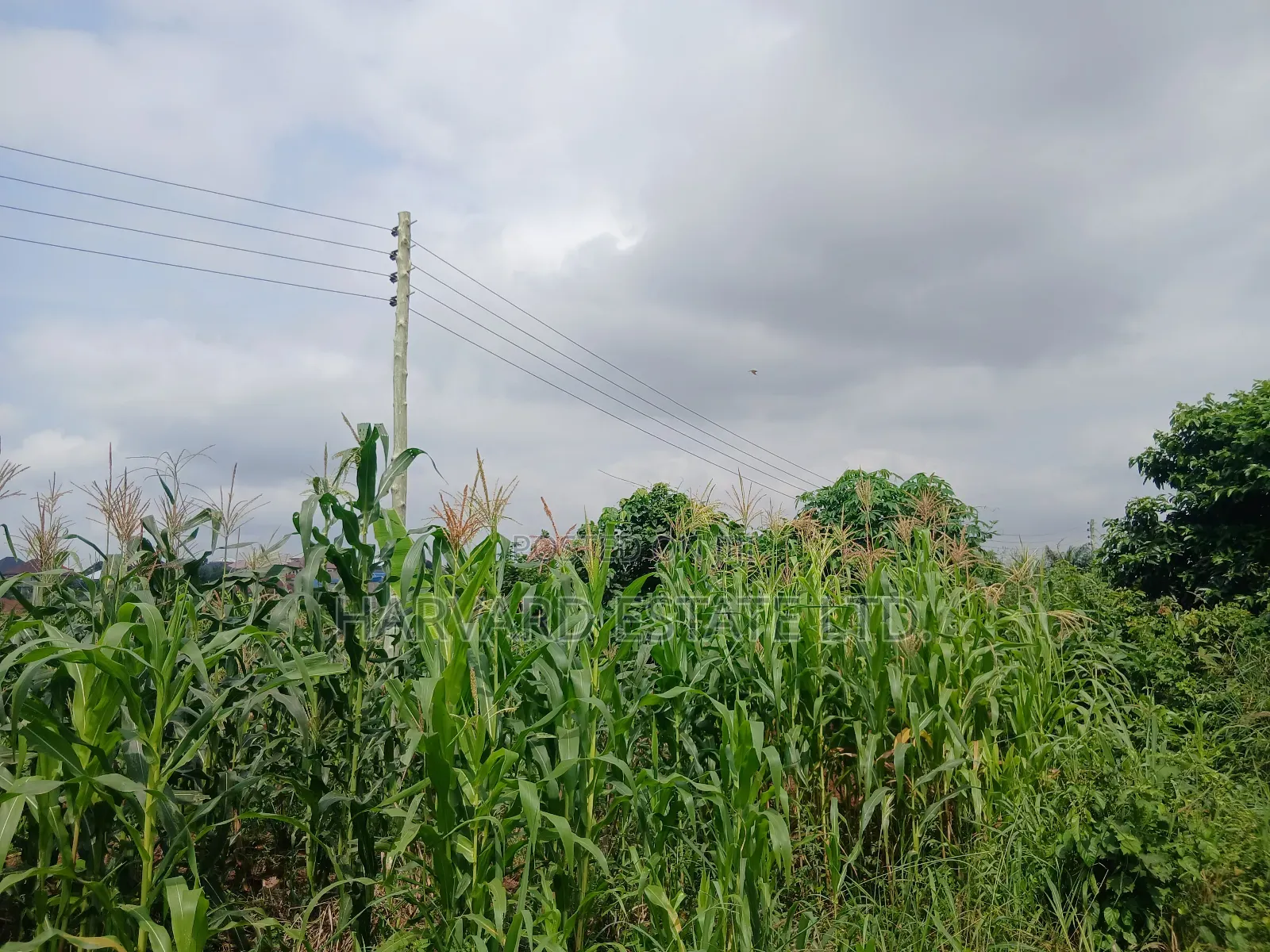 Land for Sale at Ejisu Besease