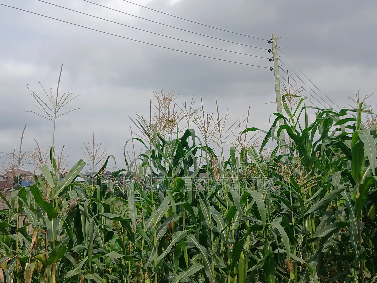Land for Sale at Ejisu Besease